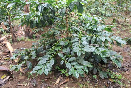 Tansania Familienurlaub - Tansania for family - Kaffeepflanze