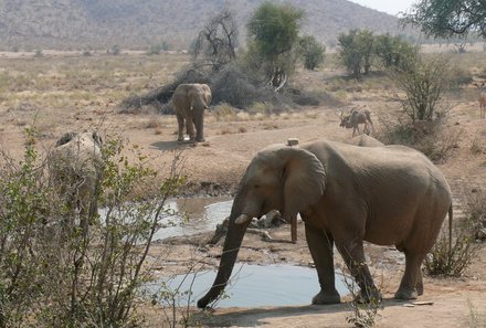 Namibia mit Kindern - Tiere im Etosha Nationalpark -Elefant