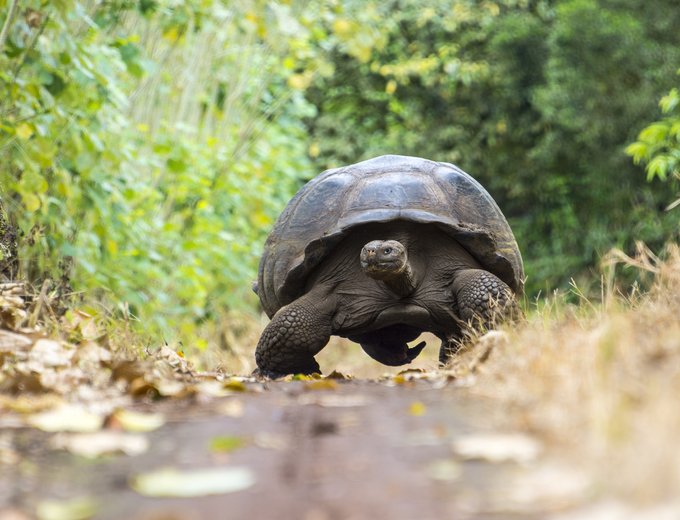 Galapagos mit Jugendlichen - Galapagos Family & Teens - Schildkröte