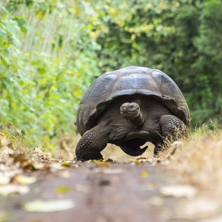 Ecuador & Galapagos Familienreise - Riesenschildkröte