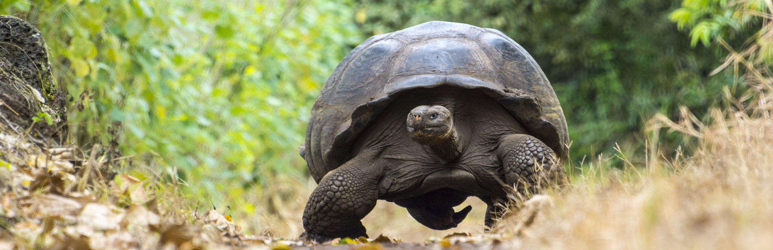 Galapagos mit Jugendlichen - Galapagos Family & Teens - Schildkröte