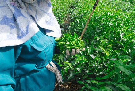 Vietnam Familienreise - Vietnam for family individuell - Einblicke auf der Teeplantage 