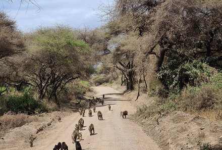 Tansania Familienreise - Tansania for family - Lake Manyara Nationalpark - Hyänengruppe