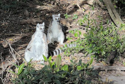 Familienreise Garden Route - Garden Route for family - Monkeyland - Affe