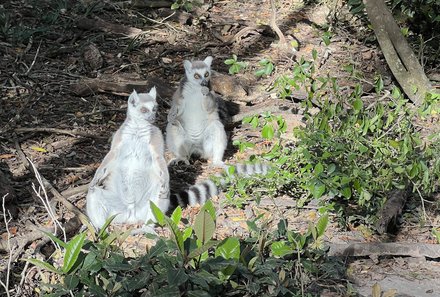 Garden Route Familienreise - Monkeyland - Affe