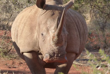 Familienurlaub Südafrika - Südafrika Teens on Tour - Nashorn