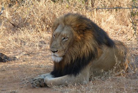 Familienreise Südafrika - Südafrika for family - Löwe