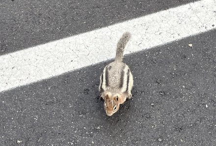 Ostkanada for family - Familienurlaub Ostkanada - Eichhörnchen auf der Fahrbahn