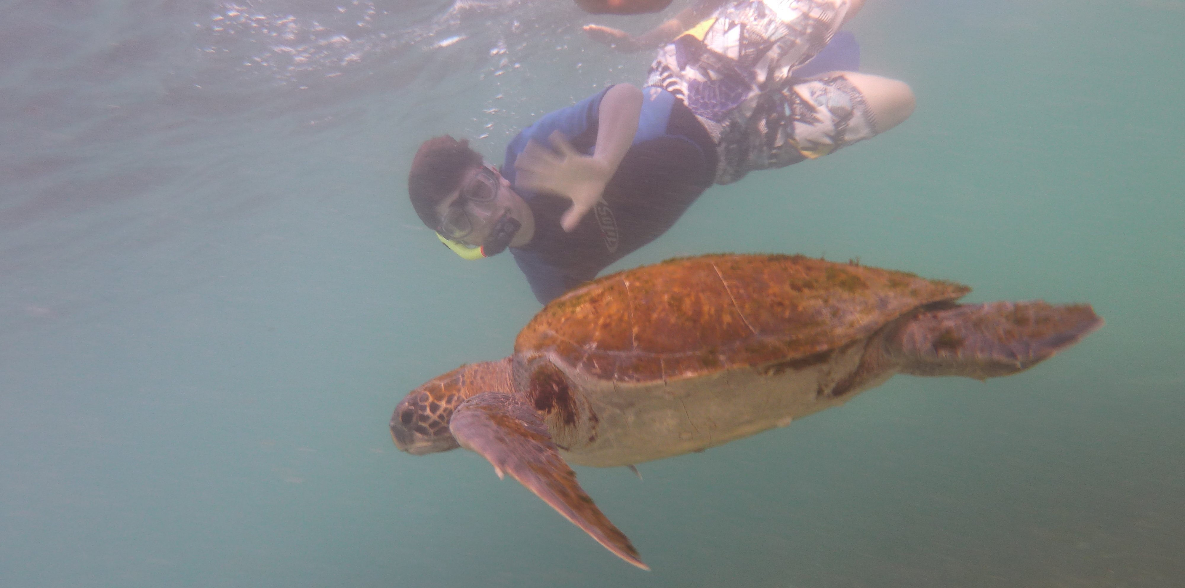Galapagos mit Jugendlichen - Schnorcheln mit Riesenschildkröten
