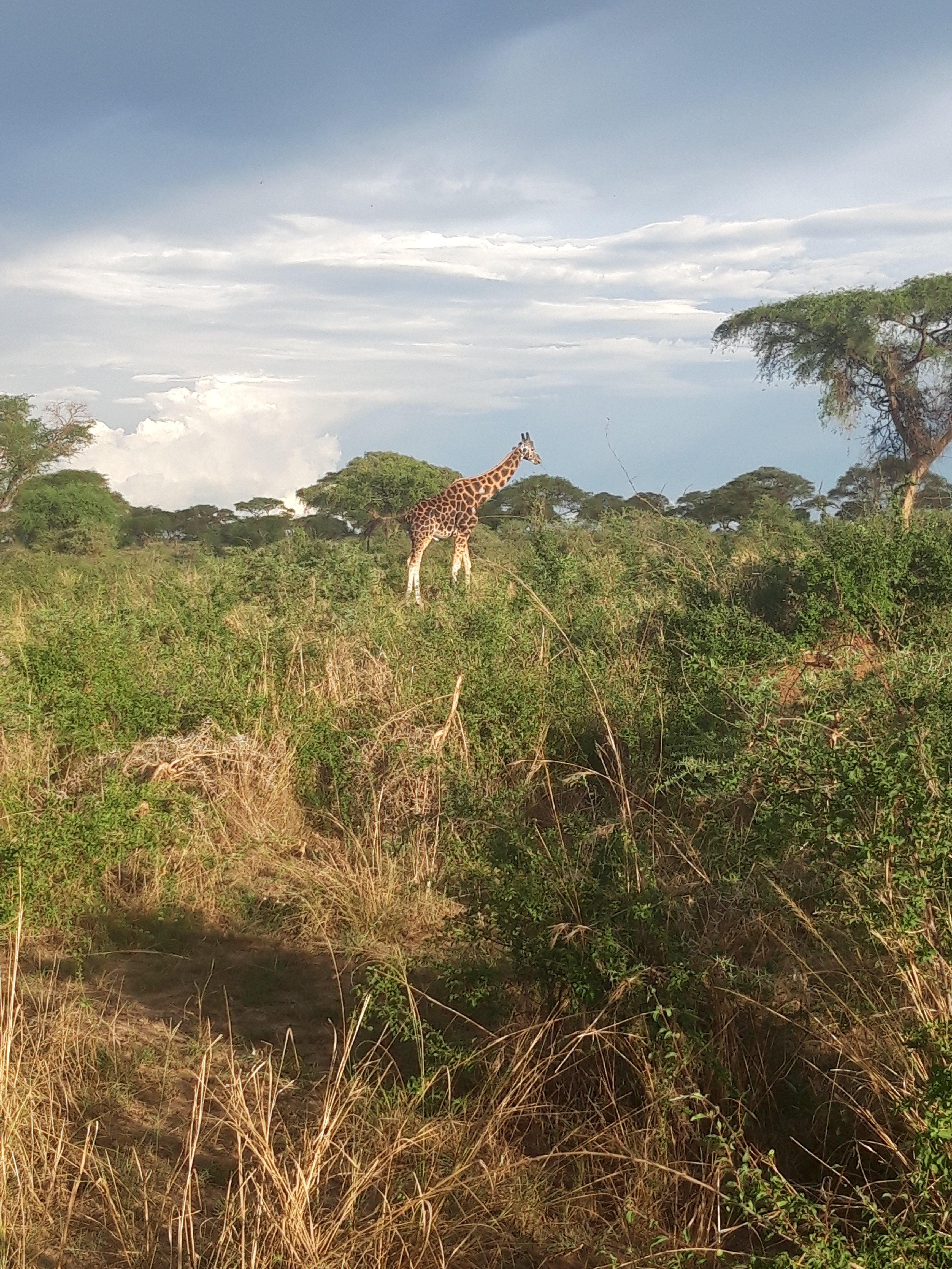 Svenja in Uganda - Familienreise nach Uganda - Giraffe