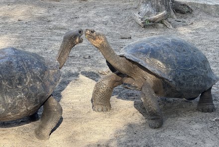 Familienreise Galapagos und Ecuador - Galapagos Family & Teens - Kämpfende Schildkröten