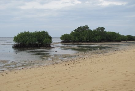 Bali Familienreise - Bali for family - Mangrovenwald auf Nusa Lembongan