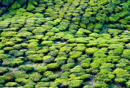 Familienreise Malaysia - Malaysia & Borneo Family & Teens - Blick auf Natur - Cameron Highlands