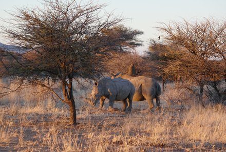 Familienreise Namibia - Namibia for family - Nashörner bei der Game Drive Tour