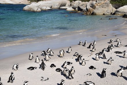 Kapstadt Familienreise - Kapstadt or family individuell - Pinguine am Boulders Beach