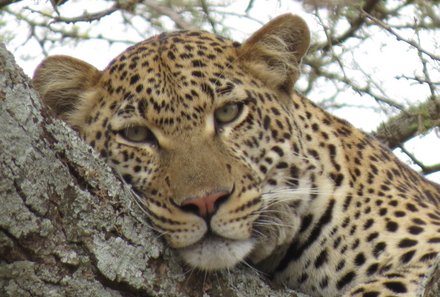 Serengeti mit Kindern individuell - Best of Familiensafari Serengeti - Leopard