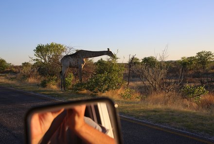 Namibia mit Kindern - Namibia individuell - Fotos von Giraffe in Namibia im Etosha