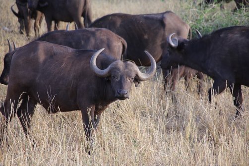 Reisebericht Kenia - Safari mit Kindern