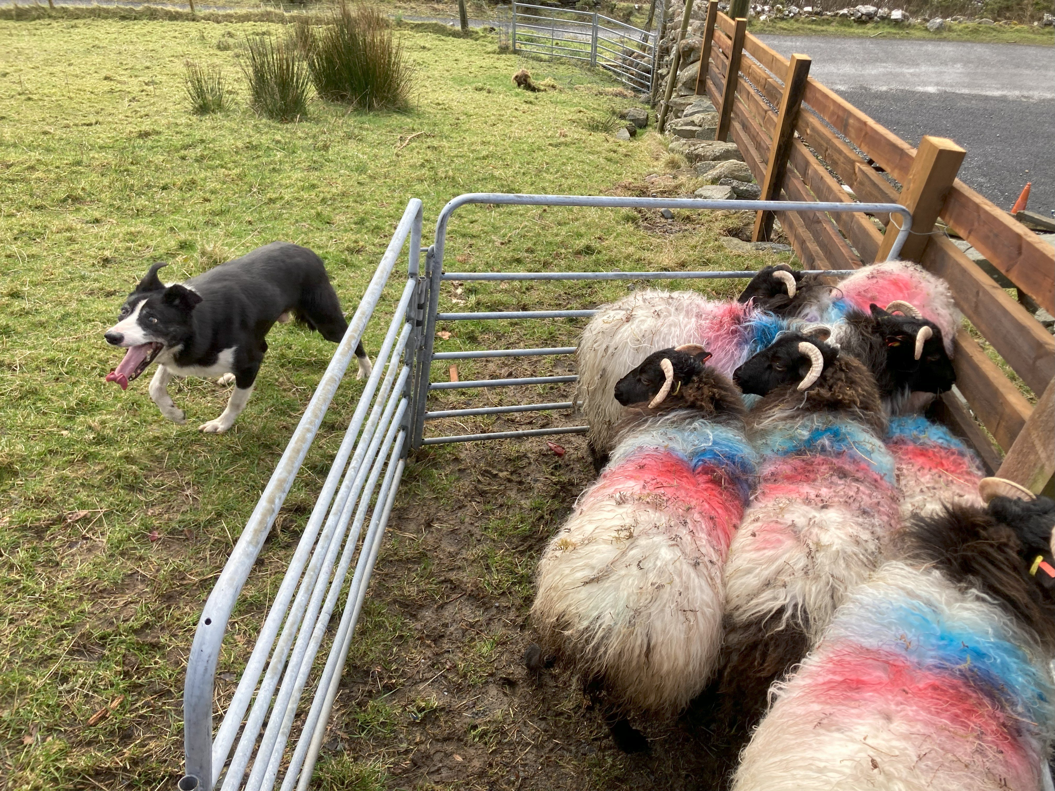 Irland mit Kindern Tipps - Irland mit Kindern Erfahrungen - Sheep-Dog auf einer Bergfarm mit Schafen