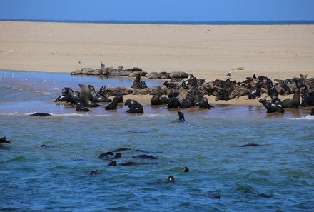 Namibia mit Kindern - Namibia individuell - Swakopmund - Walvis Bay - Robben