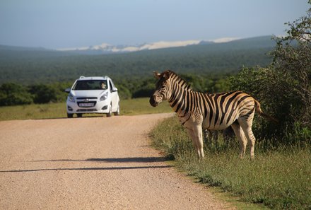 Familienreise Garden Route - Garden Route for family - Fahrt zum Addo Elephant Nationalpark