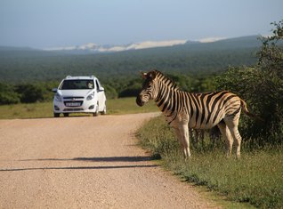 Selbstfahrer-Safari im Addo Elephant Nationalpark - Zebra auf Straße