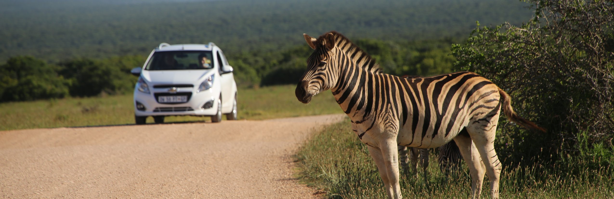 Garden Route mit Kleinkind - Elternzeit in Südafrika - Zebra nah am Auto