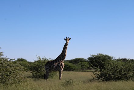 Namibia mit Jugendlichen - Safari zu Giraffen im Mahango Game Reserve - Otjiwarongo