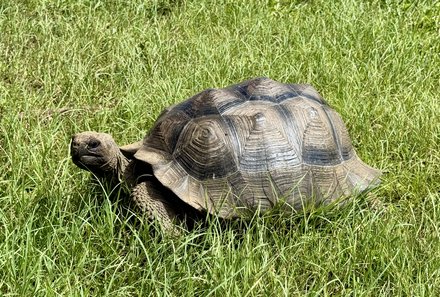 Familienreise Galapagos und Ecuador - Galapagos Family & Teens - Schildkröte