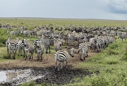 Familienreise Tansania - Tansania for family individuell deluxe - Zebrapopulation