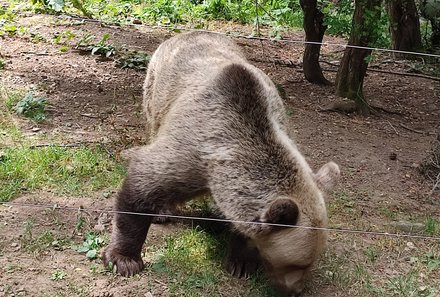 Bulgarien Familienreise - Bulgarien mit Kindern - Bär
