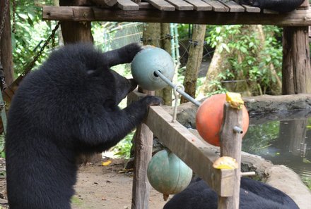 Laos und Vietnam Familienreise - Laos und Vietnam Reise mit Kindern - Bären spielen