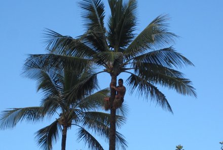 Hawaii Inselhopping for family individuell - Familienreise Hawaii mit Kindern - Einheimischer klettert auf einer Palme