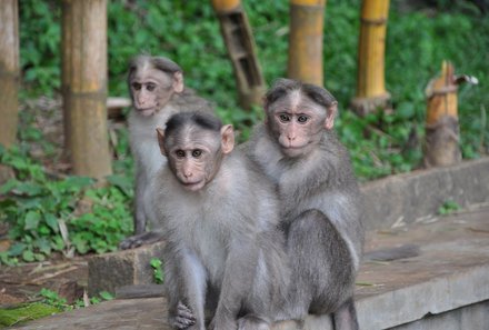 Indien mit Kindern -Affen