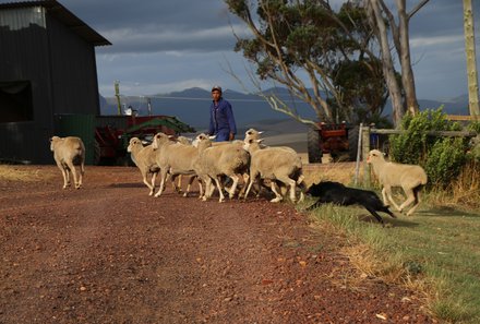 Garden Route mit Kindern individuell - Skeiding Guest Farm - Schafe