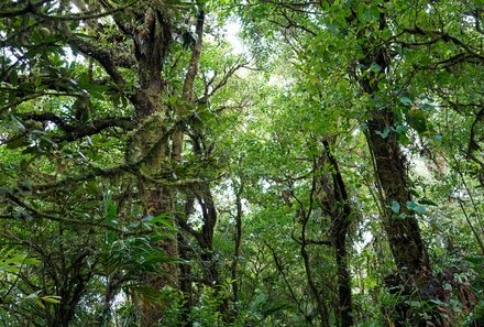 Costa Rica Familienreise - Costa Rica for family individuell - Bäume im Nebelwald von Monteverde